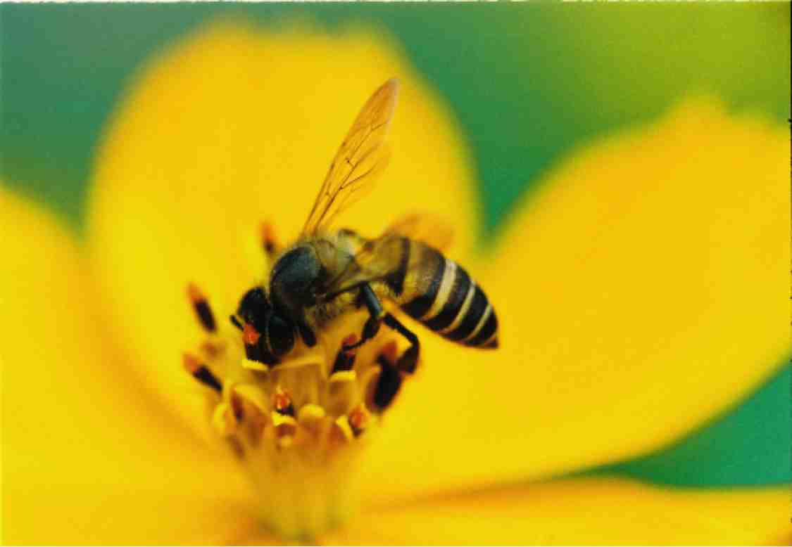 Giải mã điềm báo từ giấc mơ thấy ong và tổ ong
