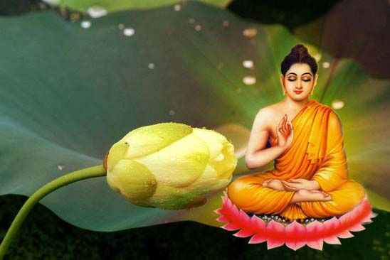 Tại sao Đức Phật, Bồ Tát chọn hoa sen để ngự mà không phải loại hoa khác?