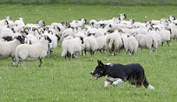 Câu chuyện về người chăn cừu và thợ săn