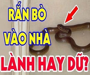 Rắn bò vào nhà điềm lành dữ