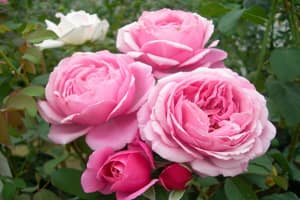 Tử vi ngày 11/6/2023 của 12 con giáp