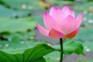Tử vi ngày 13/5/2023 của 12 con giáp