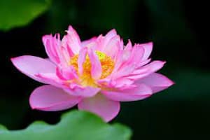 Tử vi ngày 15/6/2023 của 12 con giáp