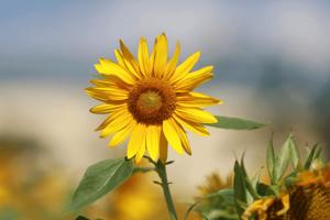 Tử vi ngày 17/4/2023 của 12 con giáp