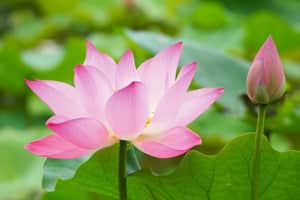 Tử vi ngày 17/5/2023 của 12 con giáp