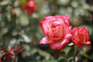 Tử vi ngày 17/6/2023 của 12 con giáp