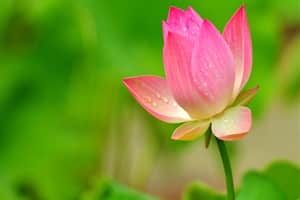 Tử vi ngày 21/5/2023 của 12 con giáp