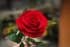 Tử vi ngày 23/6/2023 của 12 con giáp