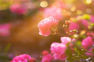 Tử vi ngày 27/11/2022 của 12 con giáp