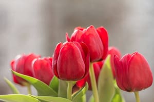 Tử vi ngày 3/12/2023 của 12 con giáp