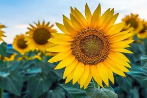 Tử vi ngày 3/4/2023 của 12 con giáp