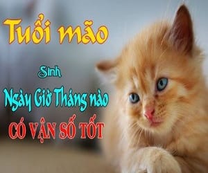 Tuổi Mão sinh vào tháng nào tốt