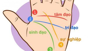 Xem bói chỉ tay: Có phải đường sinh đạo ngắn thì yểu mênh?