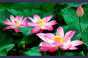 Tử vi ngày 15-3-2023 của 12 con giáp