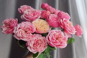 Tử vi ngày 9/12/2022 của 12 con giáp