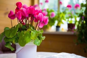Tử vi ngày 9/12/2022 của 12 cung hoàng đạo