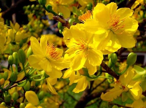cach-chon-mai-choi-tet