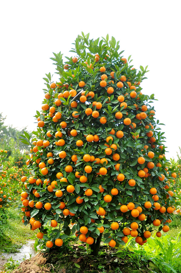 cach-chon-quat-choi-tet