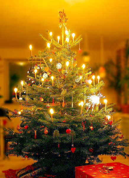 Cây thông noel