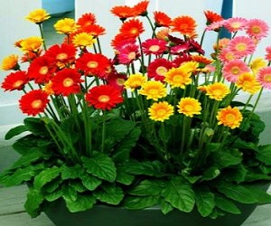 Cây trồng phong thủy