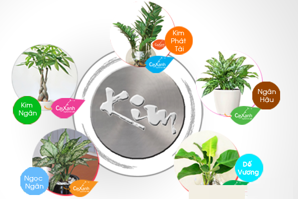 Những loại cây hợp người mệnh Kim giúp chiêu tài, rước lộc