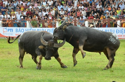 Giải mã câu chuyện oan hồn loài trâu báo oán húc chết chủ ở Đồ Sơn