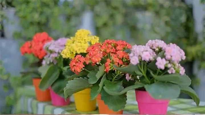 Hoa Sống Đời Có Cúng Được Không