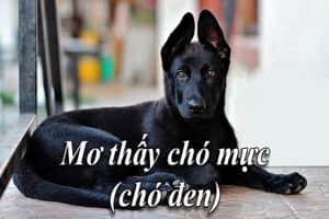 Mơ thấy chó đen là điềm báo gì