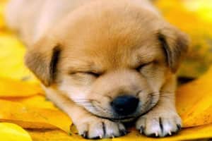Mơ thấy chó vàng là điềm báo gì