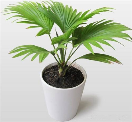 Những loại cây hợp người mệnh Kim giúp chiêu tài, rước lộc