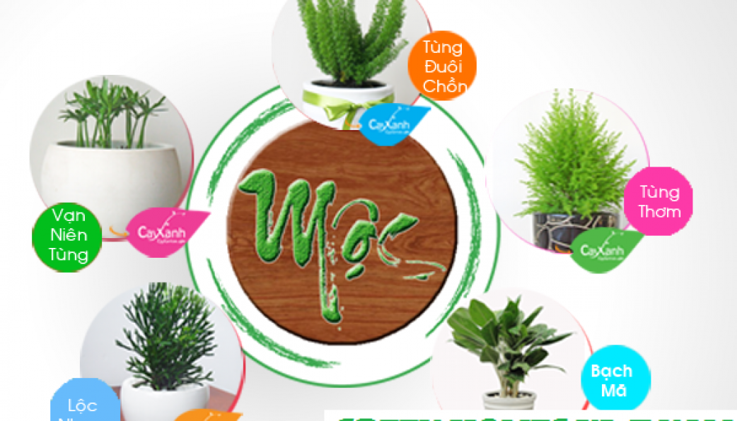 Người mệnh Mộc trồng cây gì chiêu tài, hút lộc?