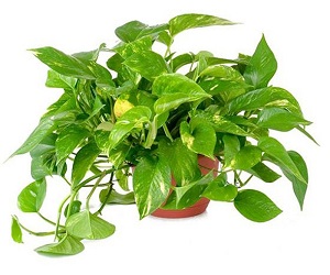 Phong thủy nhà vệ sinh